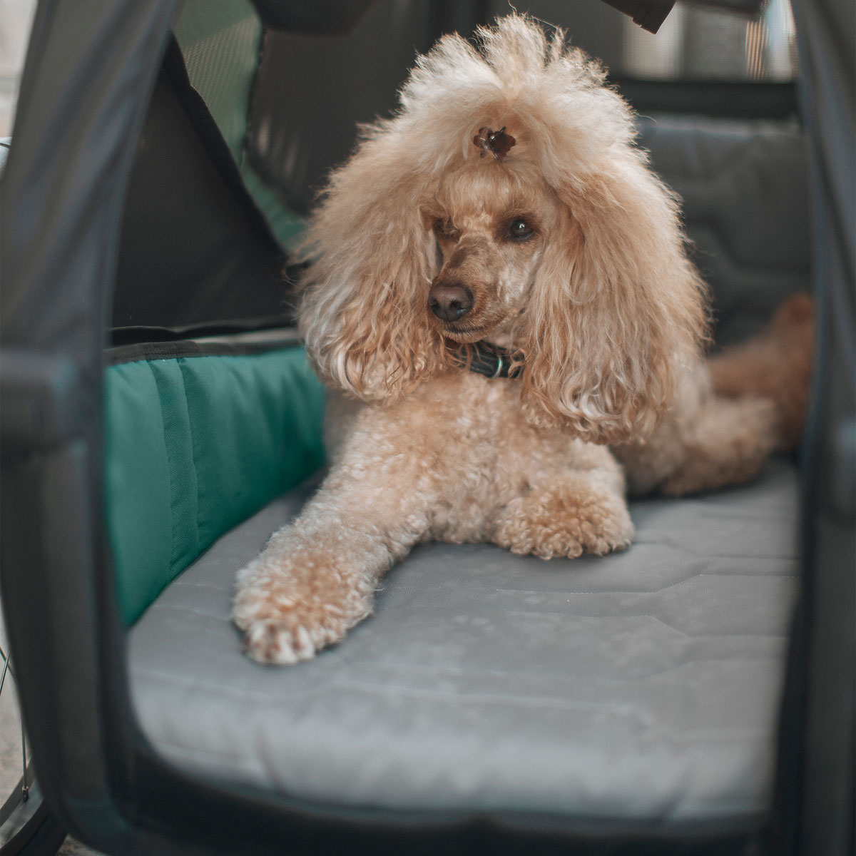 Lit pour chien Bexey